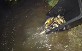 Obnova života rybníka po otravě ryb