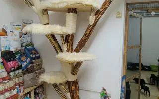 Kočičí stromy pro depozit Kočka pro Tebe