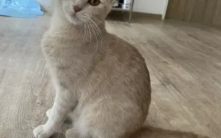 Pomoc pro kočeny z Depozita Elinka