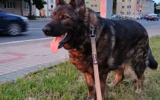 Pomoc Furině v boji s lupusem (SLE)