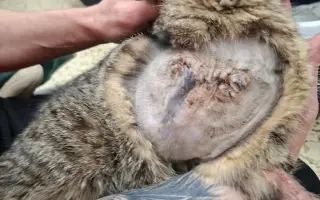 Pomoc s úhradou veterinárních nákladů 🙏