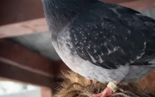 Záchranný balíček pro holuby v tísni