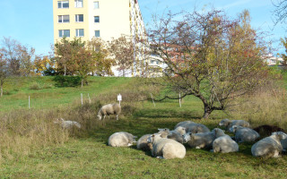Pastva ovcí mezi paneláky