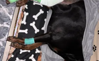 Pomozte Nubimu opět běhat