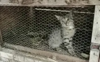 Pomozte zachránit Psí domov spolku Zastavme Utrpení.