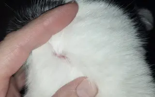 9 nalezených Lásek