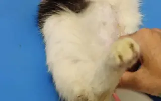 Veterinární pomoc naším svěřencům