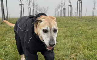 Aby tu s námi Caramelka byla déle💛🧡🤎