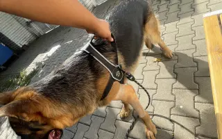 Pomohli jste Benovi znovu chodit bez bolesti