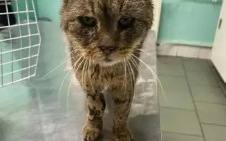 KOČIČKY V NOUZI - POMOZTE NÁM ZACHRÁNIT JEJICH ŽIVOTY