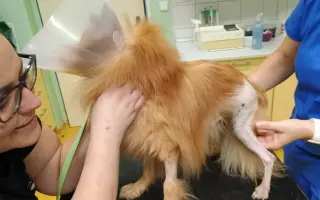 Pomozme Rikymu znovu běhat