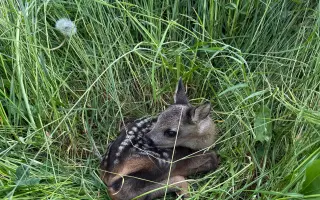 Pomozte nám zachránit srnčata před sekačkami 🌱🦌