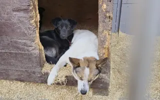 Nové boudy pro chlupáče z ANIDEF