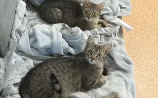 Pomôžte otvoriť neštandardnú veterinu pre túlavé zvieratá v Brne! 🐾💙