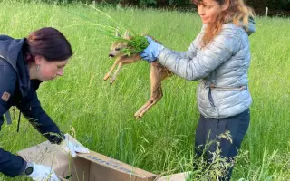Záchrana srnčat před sekačkou