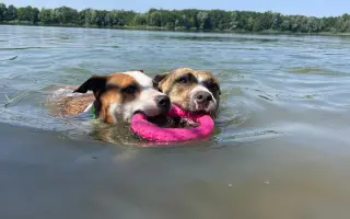 Pomůžete prosím dvěma psím dušičkám bojovat s nepřízní osudu?