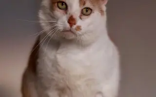 Pinďův návrat do života