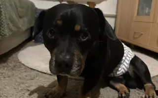 Pomozme Bobíkovi zase divočit