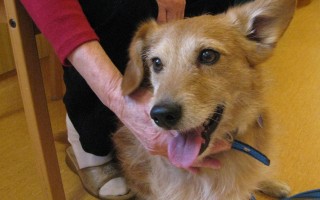 Canisterapie CANTES v krajích ČR jako sociální rehabilitace