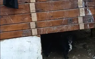 Záchrana pro psy ze slovenských osad 🩷
