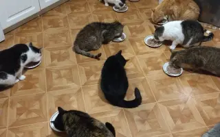 Pomozte Kájovi a Filípkovi na jejích léčbu a pro 24 záchraněných kočiček