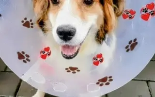 POMOC PRO FOXÍČKA, ASPENA A TAFFY-JACKA