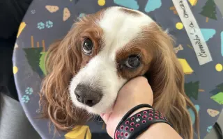 Akutní operace kyčle pro Charlieho: pomozte mu opět běhat bez bolesti