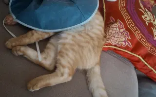 Pomozte s úhradou léčby kocourka Benjamina