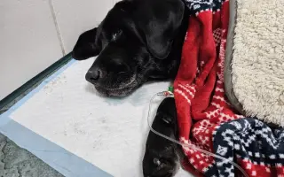 Lucky ještě jednou prosí o pomoc - operace nohy a rehabilitace