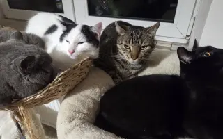 Staňte se nadějí pro kočičky bez domova