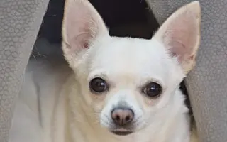 Pomozte uhradit operaci pro Tifi