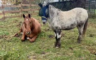 Pomoc pro opuštěná zvířátka - Kastrace, veterina, krmeni, kočkolit