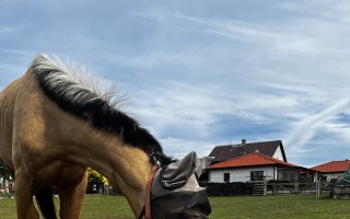 Pomozte Elen s těžkou infekcí kloubu