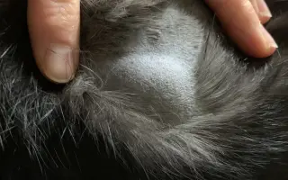 Malý Bubu bojuje s panleukopenií