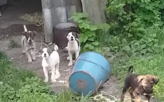 Pojďme naplnit vozík krmivem pro štěňátka z útulků