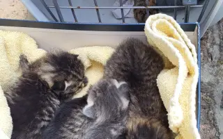 Pomohli jste uhradit veterinární péči pro kočičky z Kočičího štěstí, z.s.