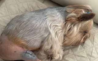 Pomozme Willíčkovi k operaci a mamince Wellince s léčbou!