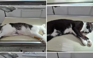 Staňte se nadějí pro kočičky bez domova