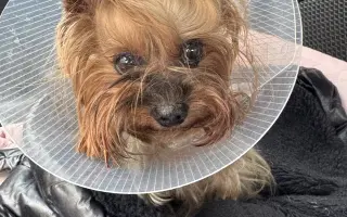 Pomozme Willíčkovi k operaci a mamince Wellince s léčbou!