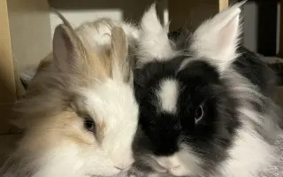 Zachraňte králíčkovi život