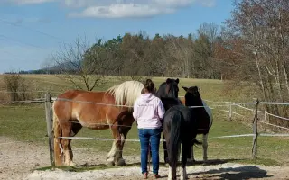 Nový kůň do hiporehabilitačního týmu