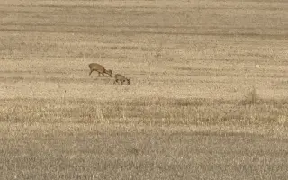 Dron pro záchranu srnčat – každý život se počítá 🍀