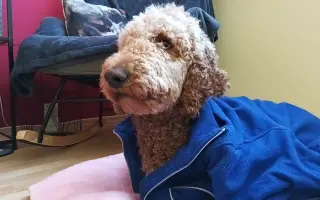 Kvalitnější život pro Annie: doplatek na výcvik asistenčního psa Caspera