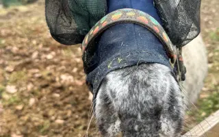 Pomoc pro opuštěná zvířátka - Kastrace, veterina, krmeni, kočkolit