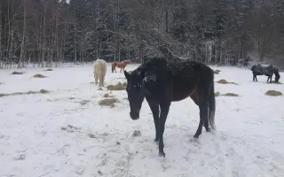 Operace pro Nitise - šance k jeho plnému uzdravení