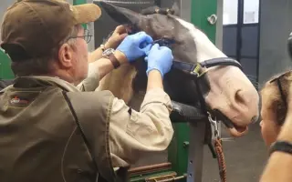 Záchrana zraku dvouletého koně Merlina