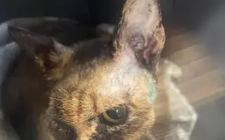 Kočky vrní, faktury křičí. Pomozte MonPet z.s. dál zachraňovat kočičí životy.