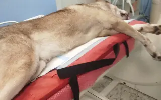 Pomohli jste Argouškovi v boji s agresivním nádorem
