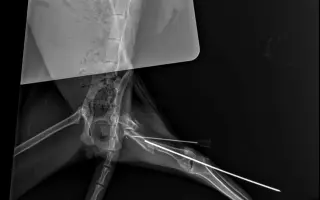 Nekonečný boj o záchranu zvířecích životů 😢