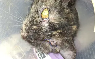 Druhá šance na život – veterinární péče pro zraněné, opuštěné a týrané kočky